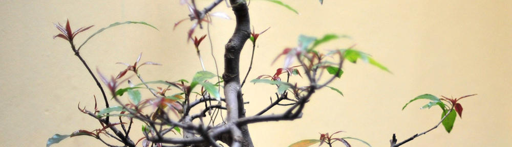 World Health Organization Centre for Human Health Development